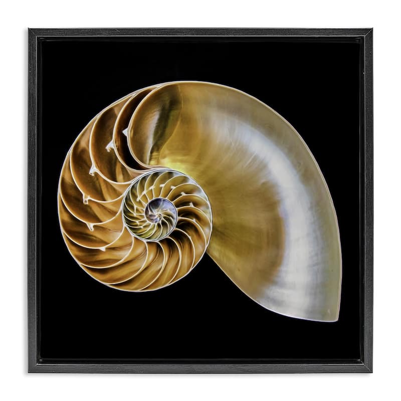 Stupell Tan Nautilus Shell on Black Framed Floater Canvas Wall Art Design By Mary Lou Johnson - 21 x 17 - Black