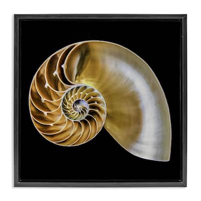 Stupell Tan Nautilus Shell on Black Framed Floater Canvas Wall Art Design By Mary Lou Johnson