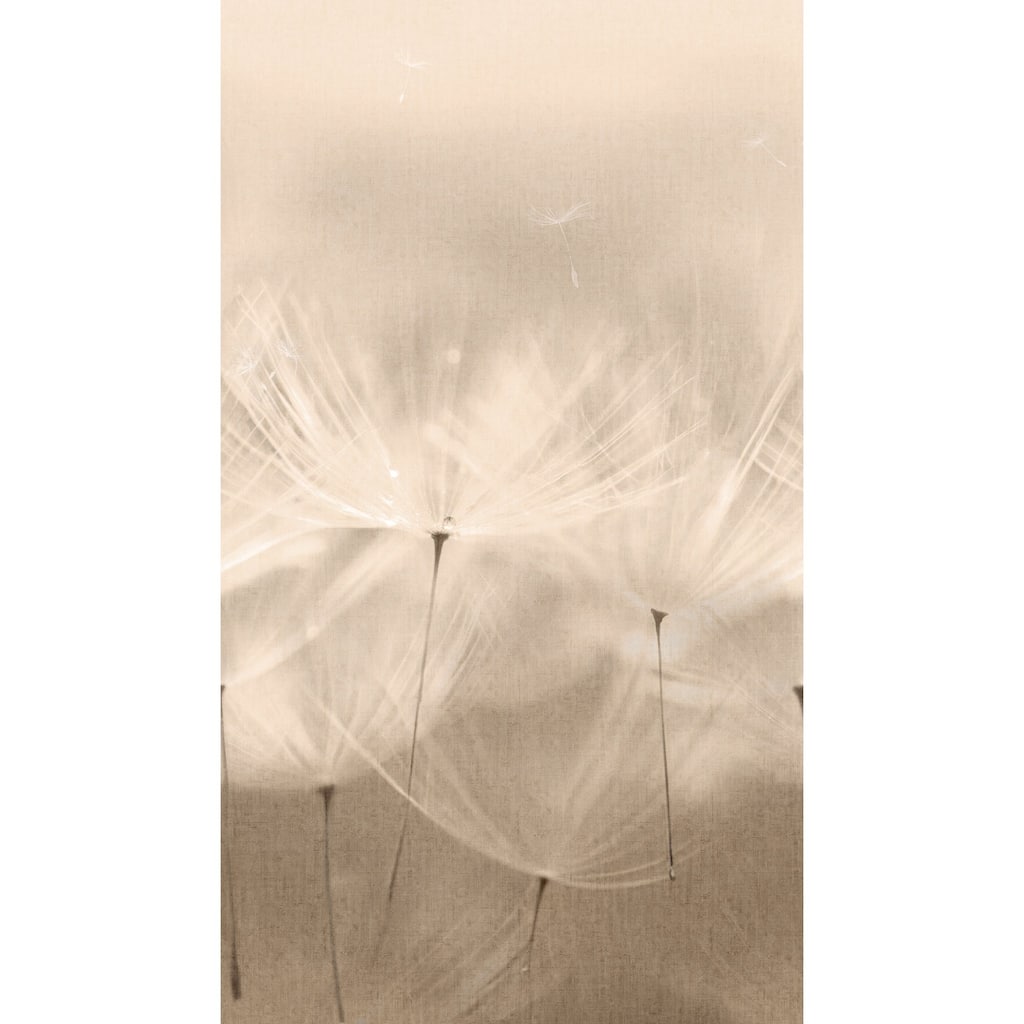Galerie Wallcoverings Orom II Collection Dandelion 62.5-inches wide x 9.18-feet high 3-panel Wall Mural