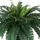 preview thumbnail 3 of 2, Faux Fern in Tapered Zinc Planter