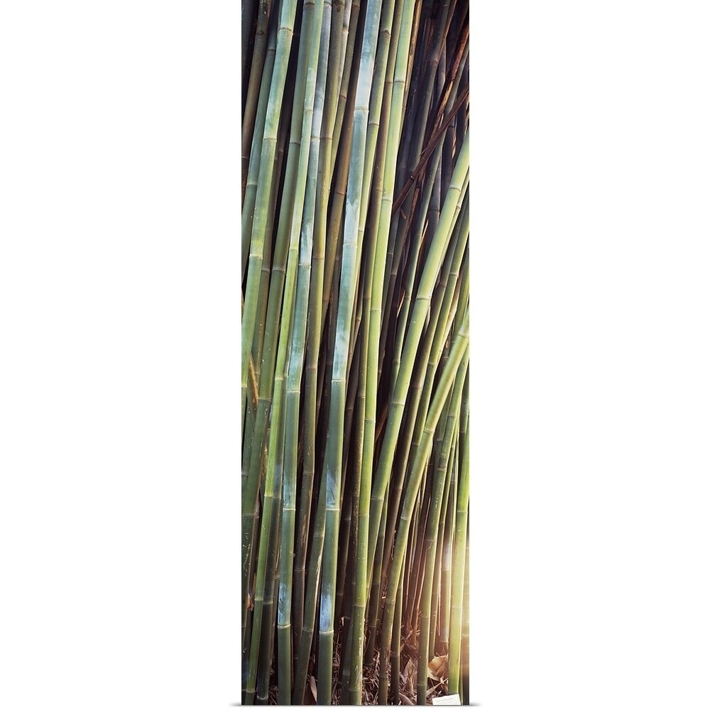 Shop Bamboo Trees In A Garden Kanapaha Botanical Gardens