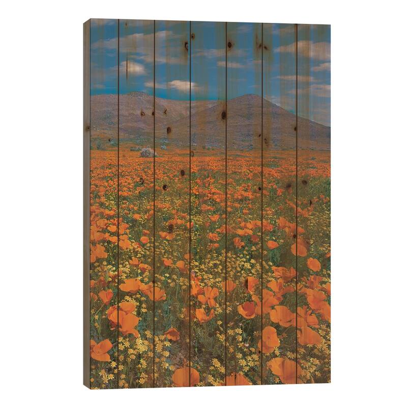 California Poppy, Superbloom, Antelope Valley, California Print On Wood by Tim Fitzharris - Multi-Color - 40x26x1.5