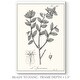 preview thumbnail 2 of 8, Antique Black & White Botanical-Premium Gallery Wrapped Canvas