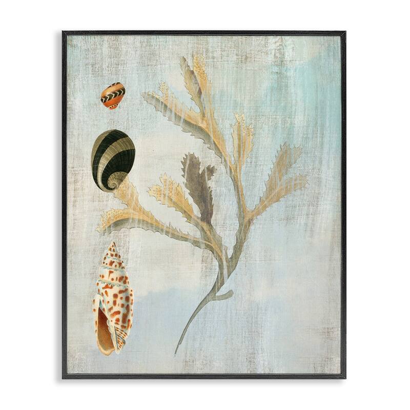 Stupell Mixed Seashells & Coral Framed Giclee Art Design By Susan Arnot - 16 x 20 - Black