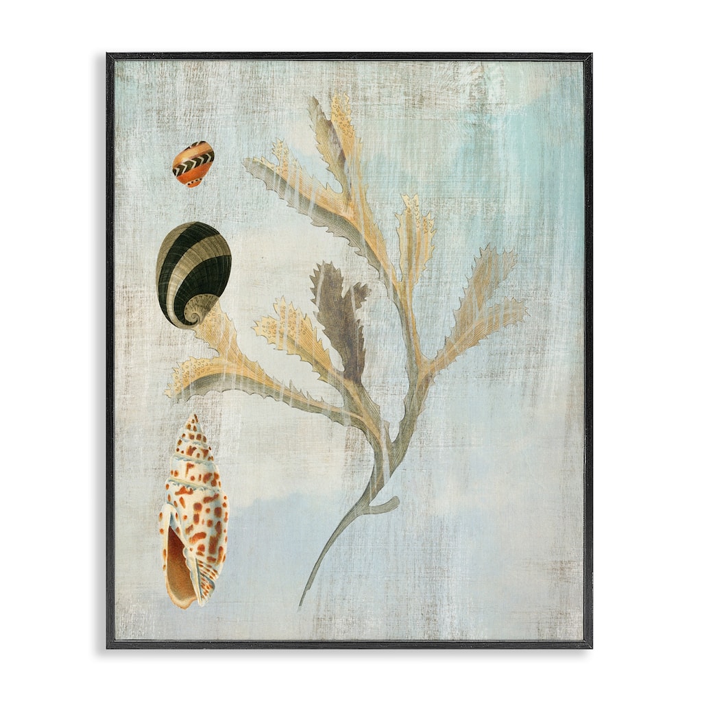 Stupell Mixed Seashells & Coral Framed Giclee Art Design By Susan Arnot