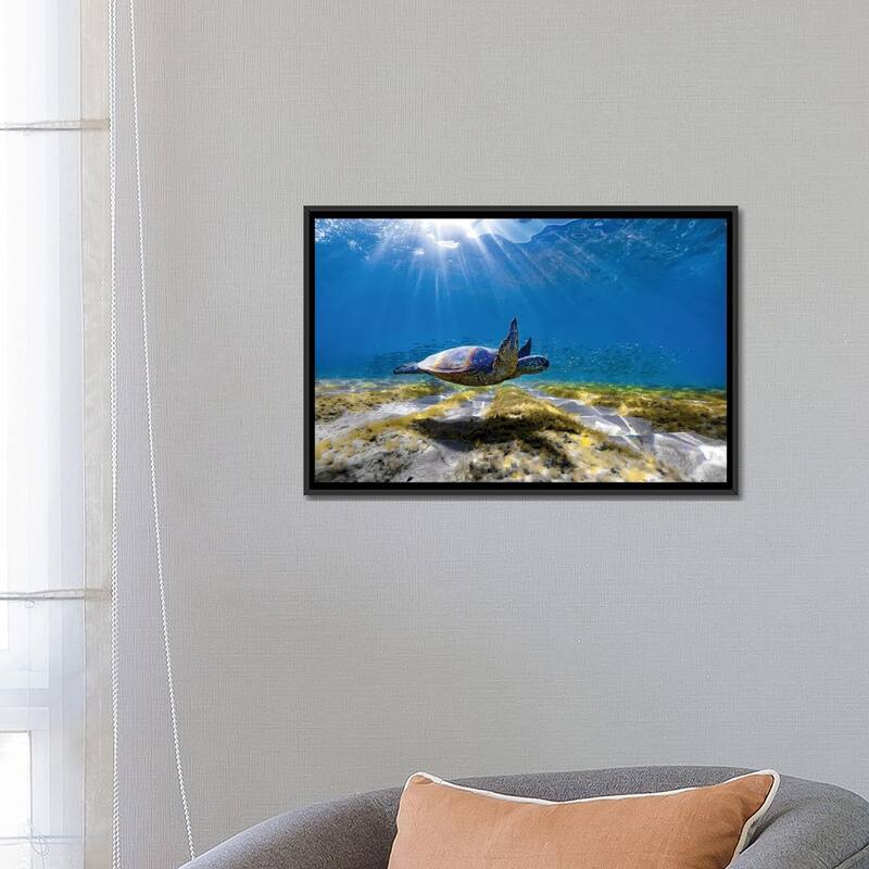 iCanvas "Waimea Turtle Glide" by Sean Davey Framed