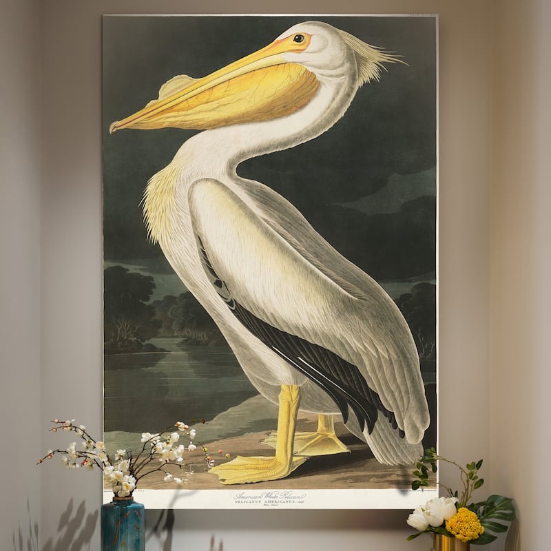 Pl 311 American White Pelican-Premium Gallery Wrapped Canvas