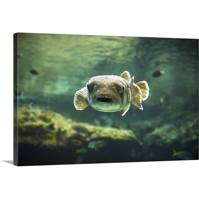 Puffer fish facts for aquariums