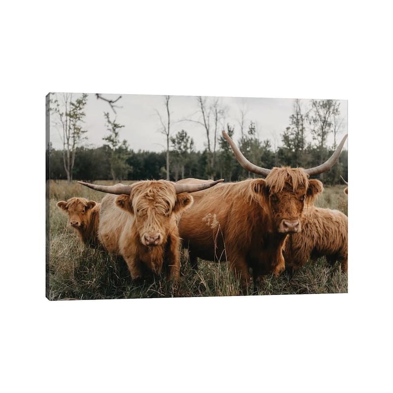 iCanvas "Highland Cow Herd" by Chelsea Victoria Canvas Print