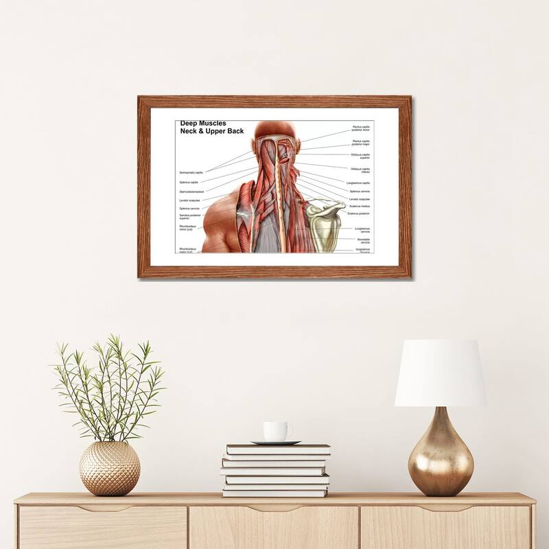 iCanvas "Human Anatomy Showing Deep Muscles In The Neck And Upper Back" by Stocktrek Images
