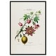 Sweet Calabash Canvas Botanical Prints by Art Remedy Bed Bath & Beyond 42732057