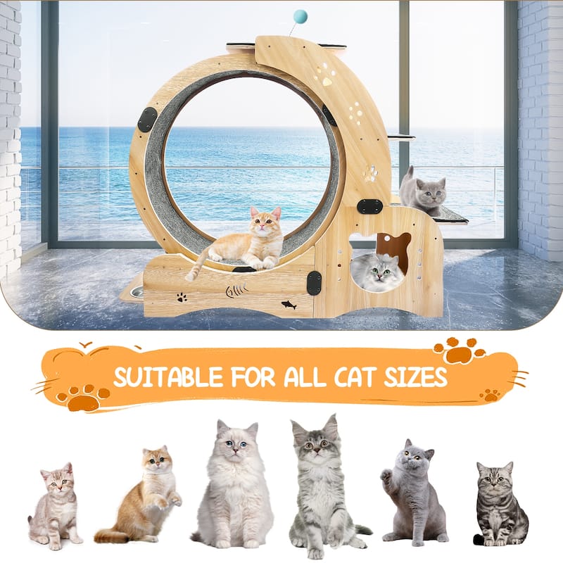 Engaging 4 in 1 Cat Exercise Wheel for Fitness and Entertainment