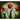 NOVICA Handmade "Red Tulips" Canvas Triptych Original Art (Mexico)