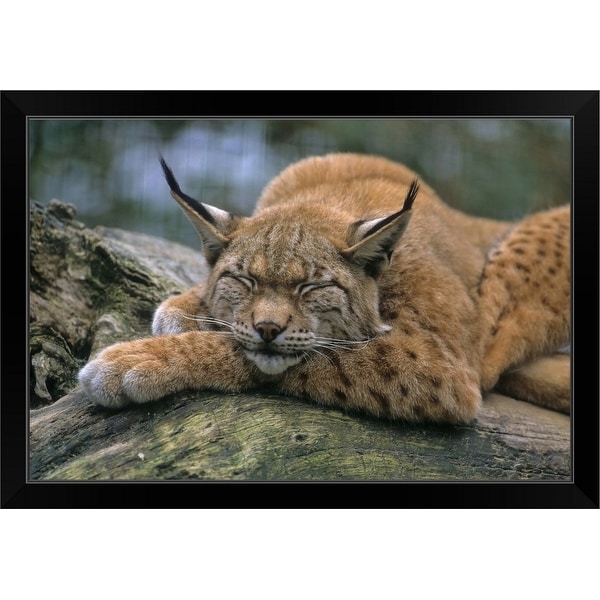 "Eurasian lynx (Lynx lynx)" Black Framed Print