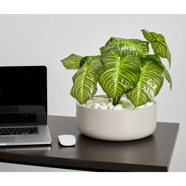 anthurium acutangulum engl Anthurium angamarcanum 'Type'