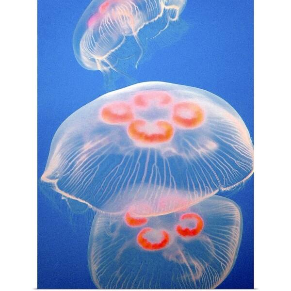 Three jellyfish at the Vancouver Aquarium