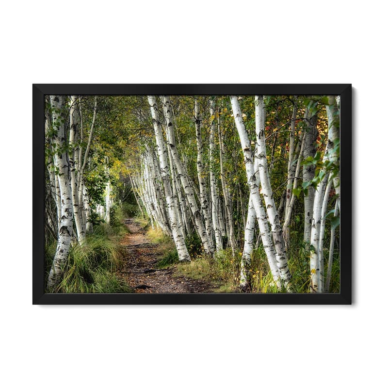 A Walk Through The Birch Trees Premium Framed Poster by Danny Head - Black - 24x16x1
