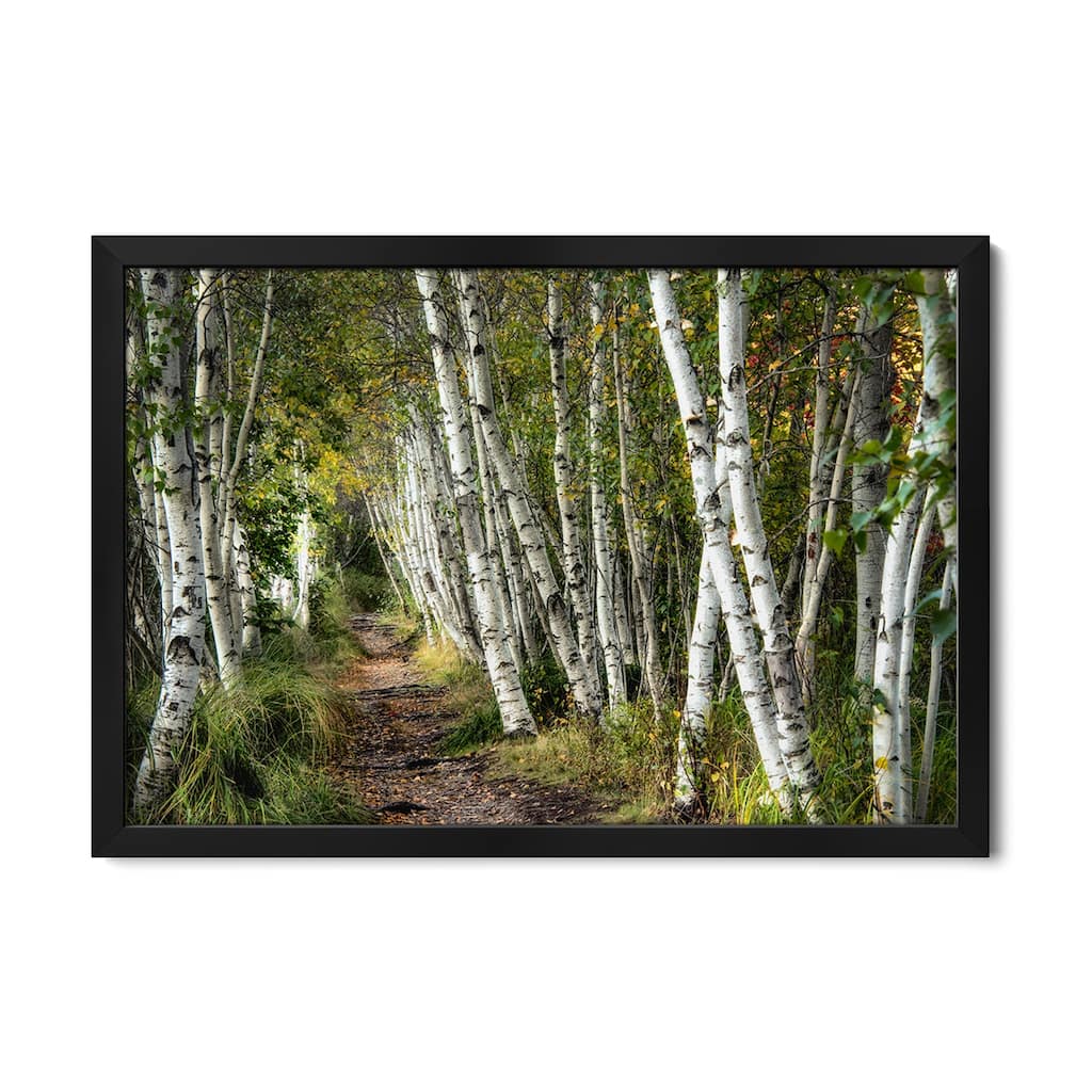 A Walk Through The Birch Trees Premium Framed Poster by Danny Head