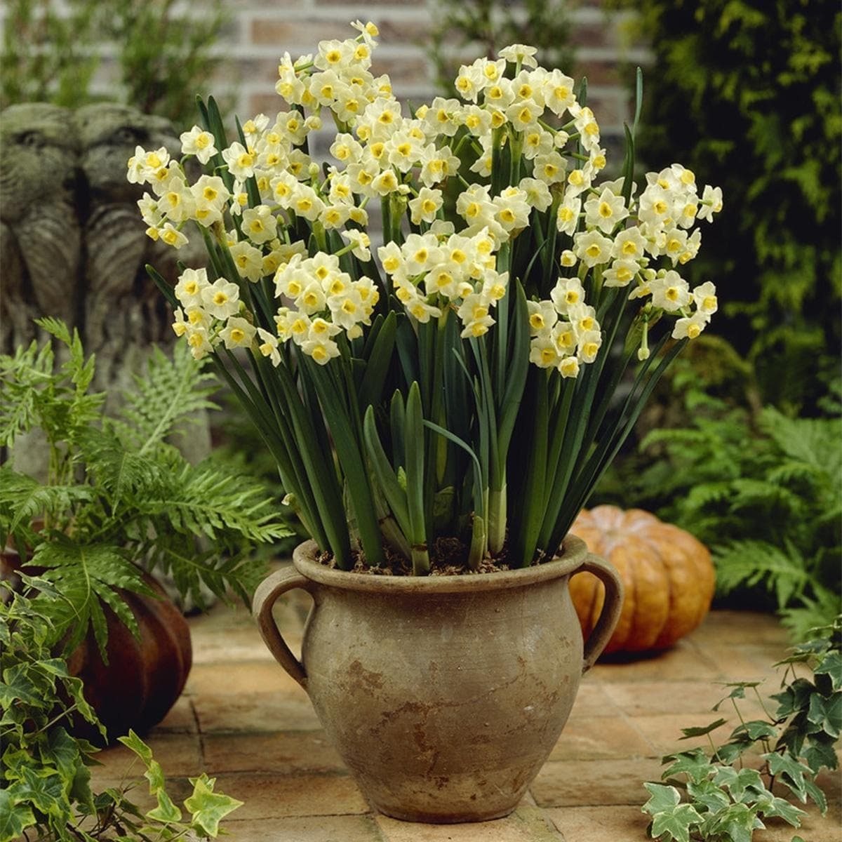 ミュージック Narcissusvivi Van Zyverden Narcissus Avalanche for Indoor Forcing Set of 6 Bulbs