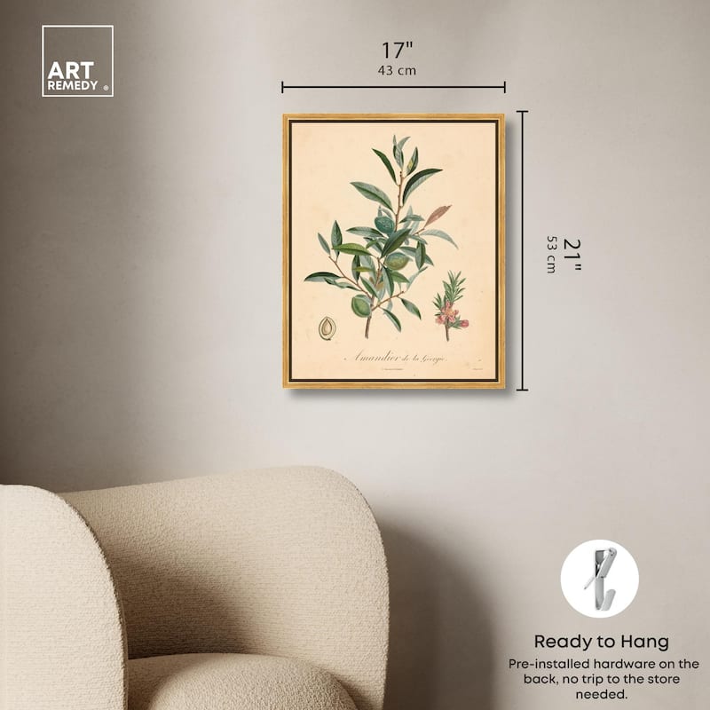 Almond of Georgia I Canvas by Art Remedy