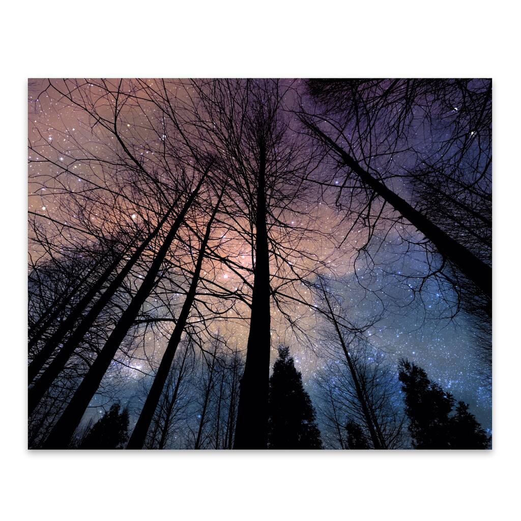 Forest Landscape Nature Night Sky Plant Metal Wall Art Print ...