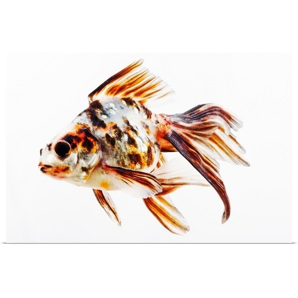"Calico Fantail Comet goldfish (Carassius auratus) has long, fan-like fins." Poster Print