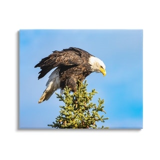 Stupell Perched Eagle Photography Canvas Wall Art Design by Daniel ...