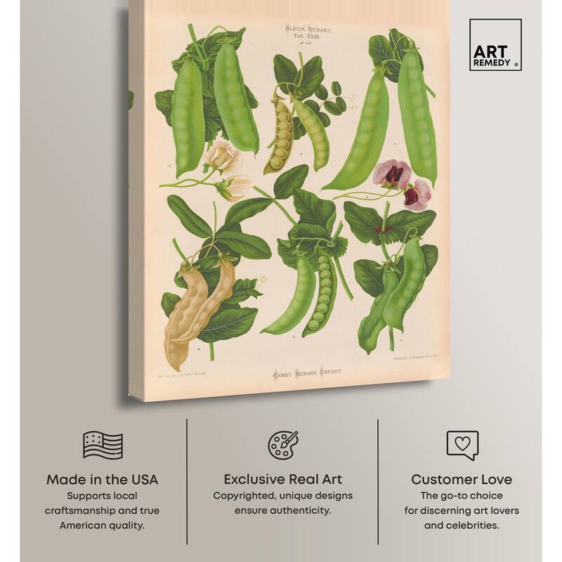 Podded Peas from Benary 1876 Canvas by Art Remedy, Gallery Wrapped