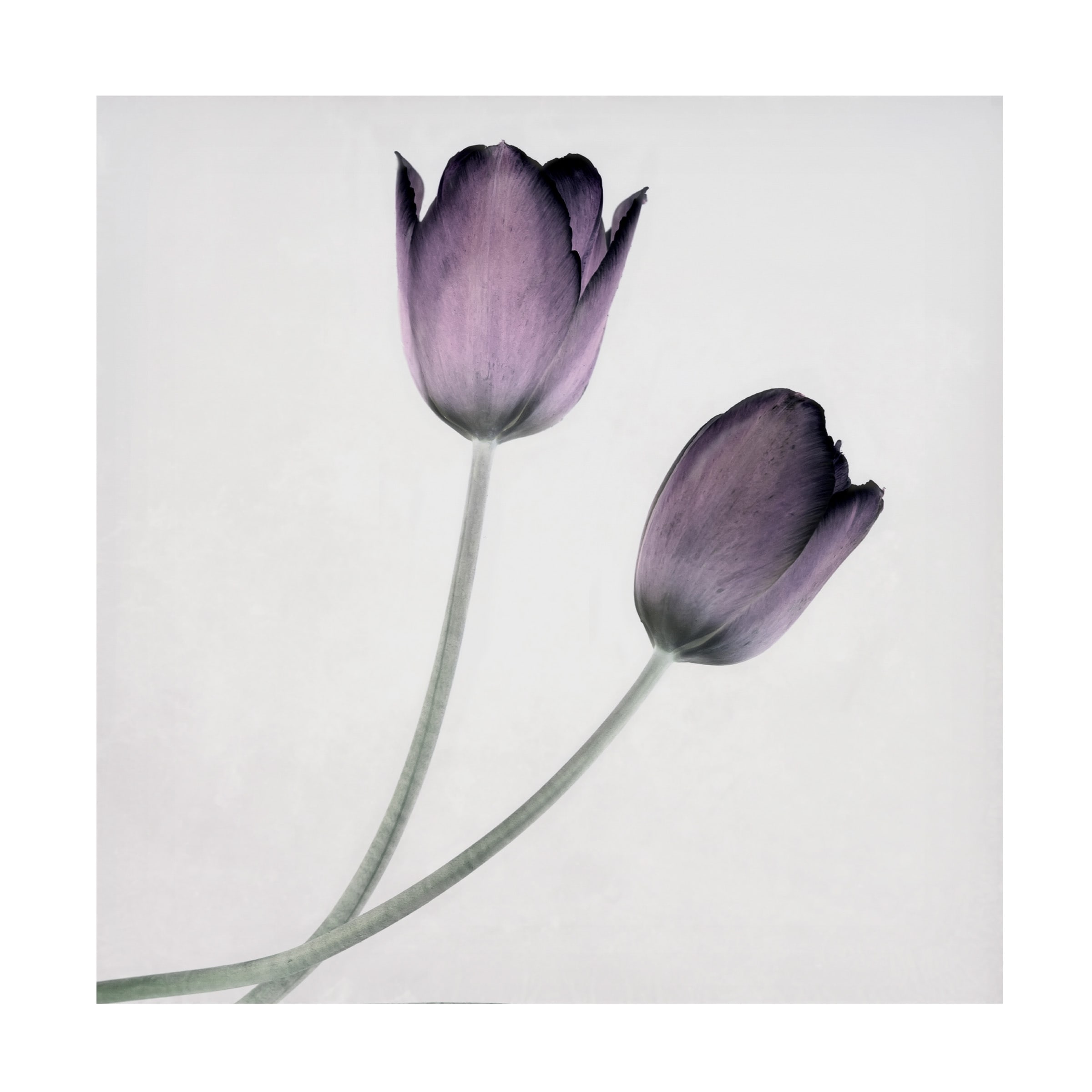 Symposium Design 'Tulip IV' Canvas Art