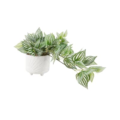 Trailing Ivy in 6" Dawn Ceramic Footed 6X6X5