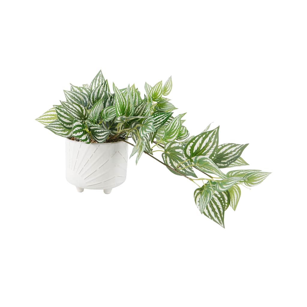 Trailing Ivy in 6" Dawn Ceramic Footed 6X6X5