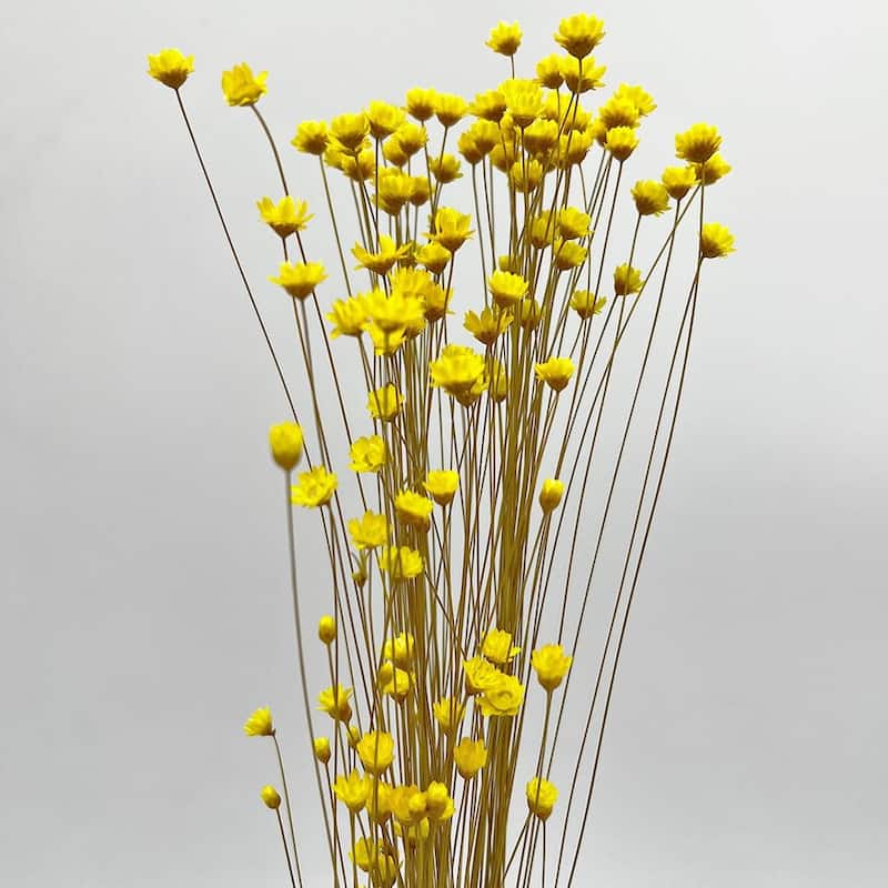 Bundle of 4 Preserved Little Star Flower,16-20" long - 16-22 inch