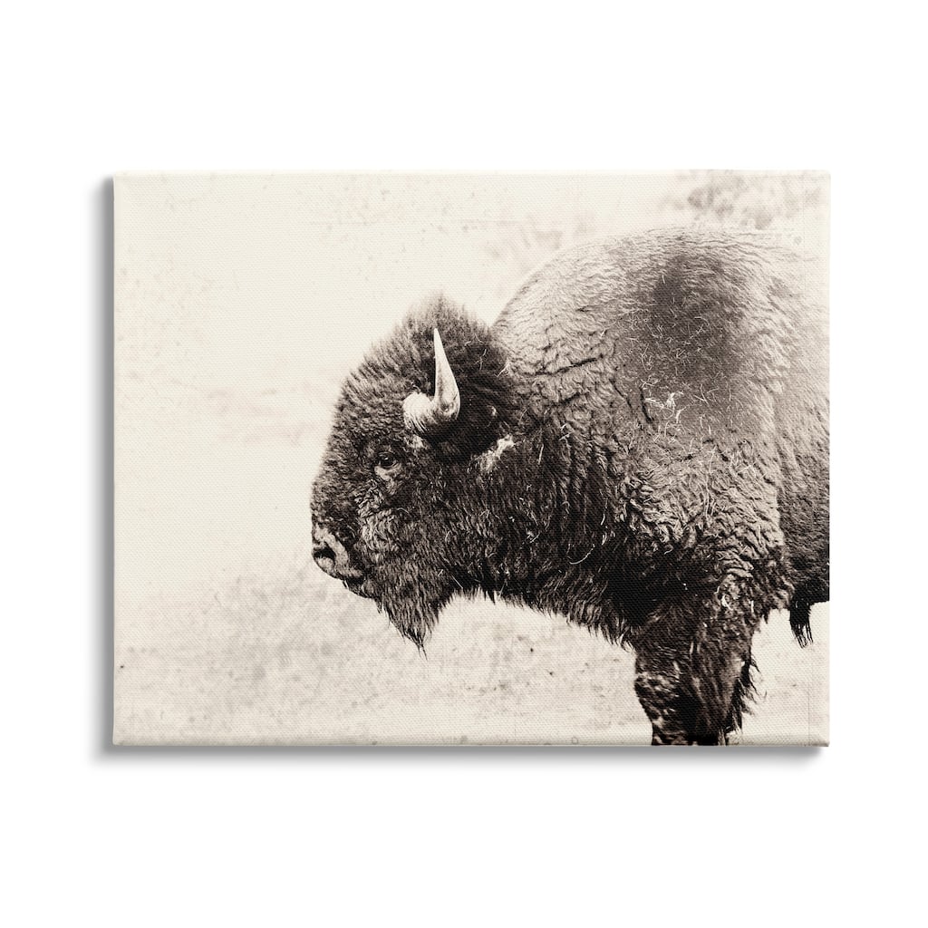 Stupell Shaggy Buffalo Rustic Portrait Vintage Sepia Tone Photography Canvas Wall Art - Black