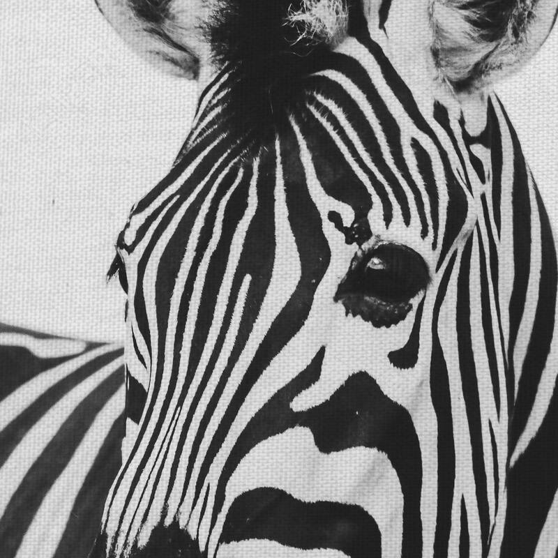Zebra Close Up by Frida Bredesen Canvas Art Print
