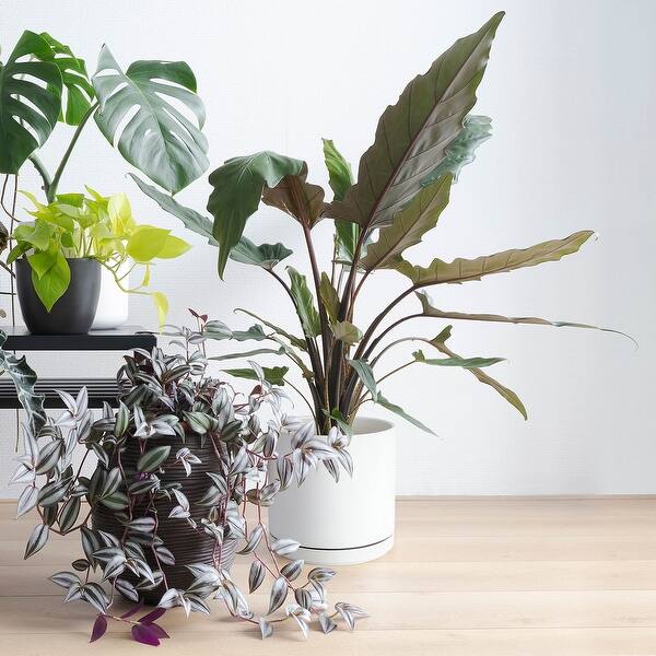 8 Inch & 10 Inch Ceramic Planter Pot for Plants with Drainage Hole and  Saucer, Large Plant Pots Set, White, 94-G-L-1 - Bed Bath & Beyond - 40262925
