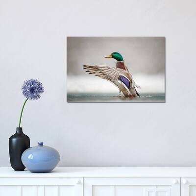 iCanvas "Male Mallard" by Mateusz Piesiak Canvas Print