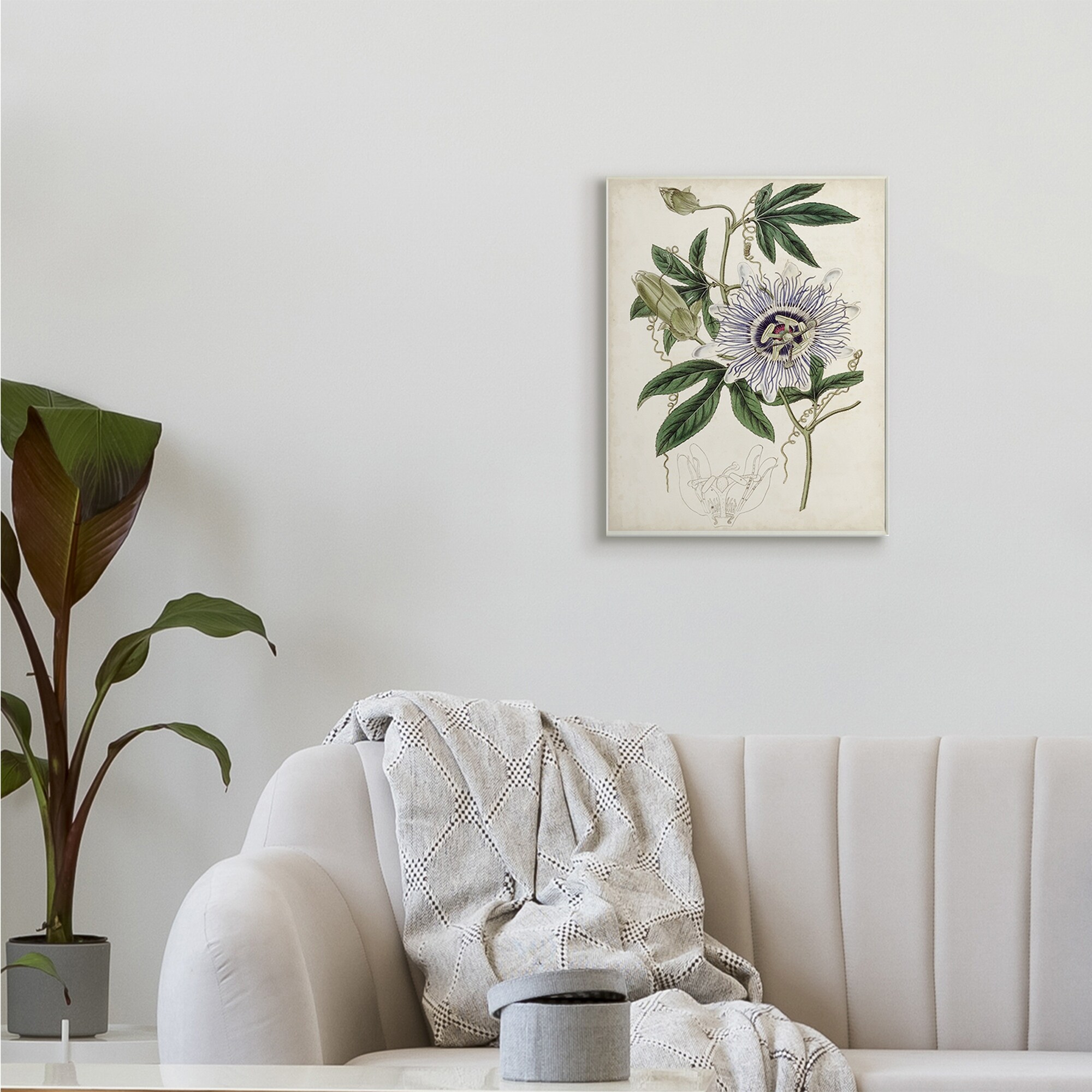 Stupell Vintage Garden Flower Illustration Plant Anatomy-image