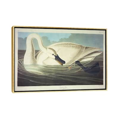iCanvas "Trumpeter Swan " by John James Audubon Framed Canvas Print