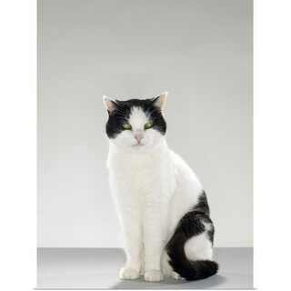Shop Black And White Cat With Glowing Green Eyes Poster Print