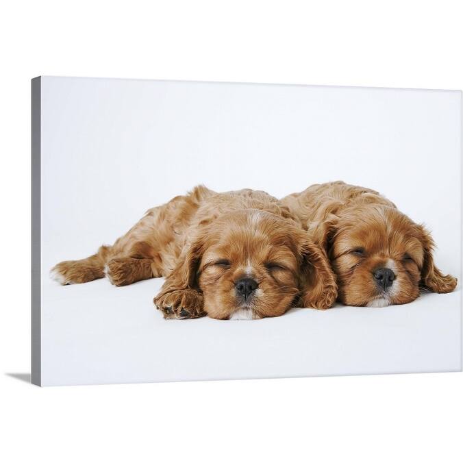 "Two Cavalier King Charles Spaniel puppies sleeping" Canvas Wall Art