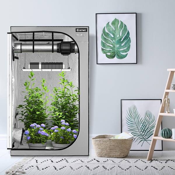 buy holy basil plant Sacred Basil main image 1