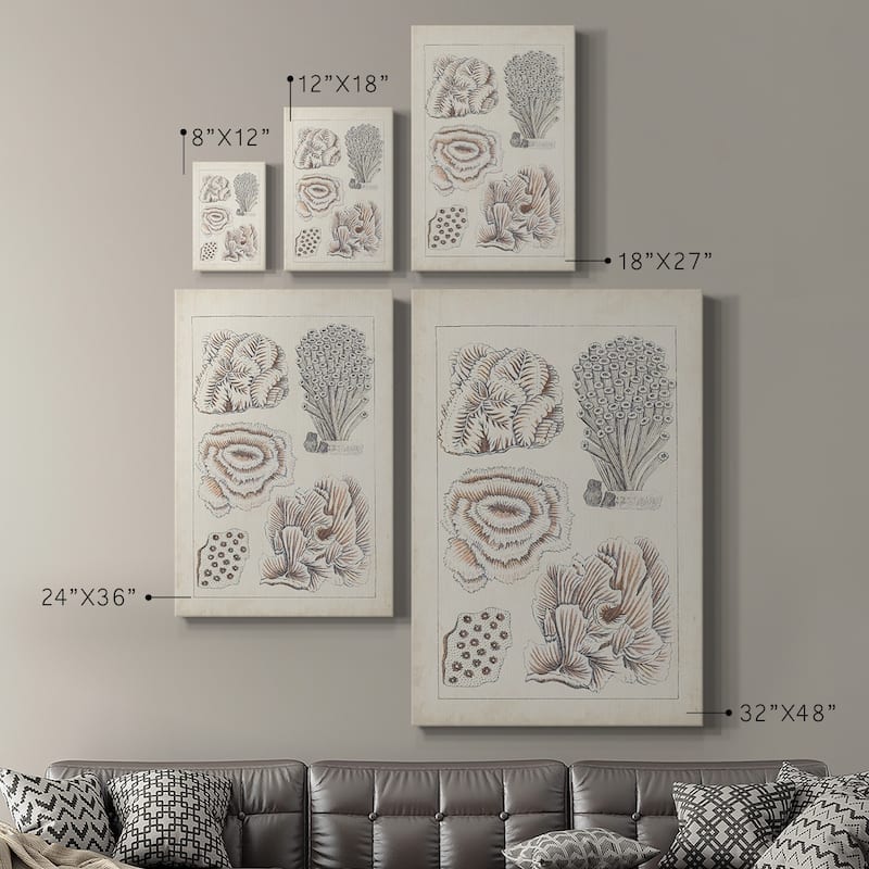 Antique White Coral I Premium Gallery Wrapped Canvas - Ready to Hang