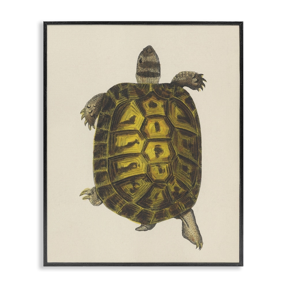 Stupell Vintage Maritime Tortoise Framed Giclee Art Design By Phillipa Katz