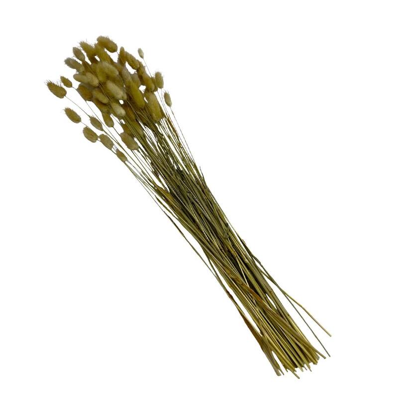 Bundle of 4 Bunch Dried Bunny Tails Grass-20-24" apx 1 oz - 20 to 24 inch