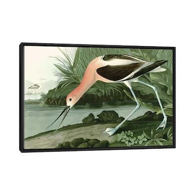 iCanvas "American Avocet" by Piddix Framed Canvas Print