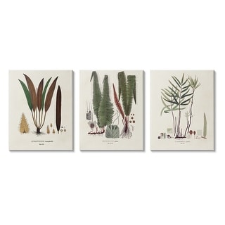 Stupell Vintage Botanical Studies 3 Piece Canvas Wall Art Set Design by ...