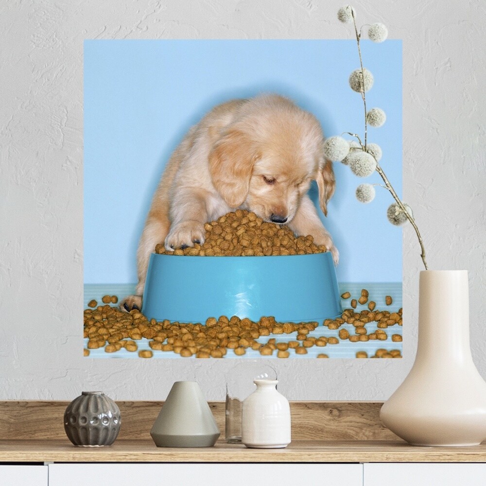 Shop Golden Retriever Puppy Eating Dog Food From An Overflowing