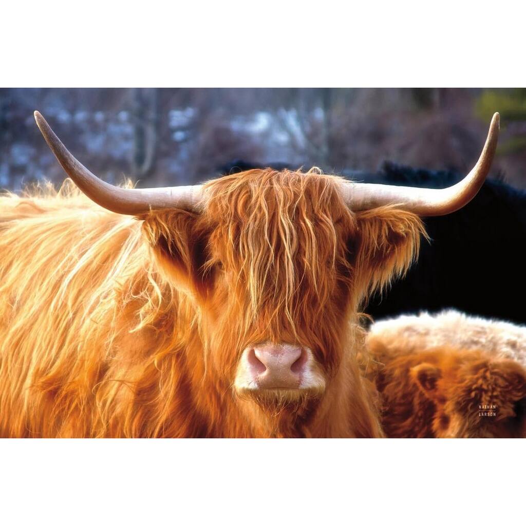 Highland Cow Sunshine Art Poster - Print On Demand