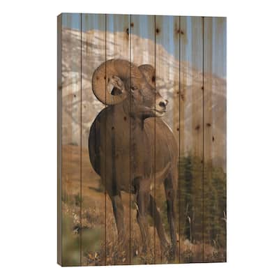 Rocky Mountain Bighorn sheep ram Print On Wood by Ken Archer - Multi-Color