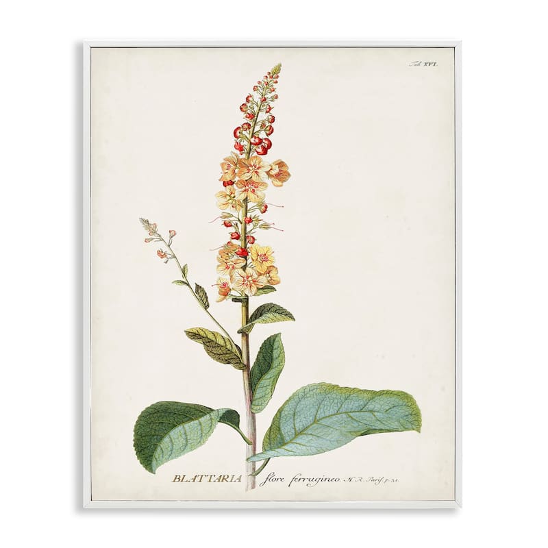 Stupell Botanical Plant Illustration Flowers Vintage Design Framed Giclee Texturized Art by World Art Group - 16 x 20 - White